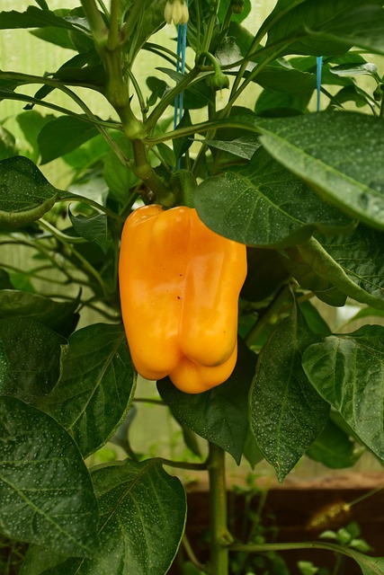Free Bell Pepper Organic photo and picture