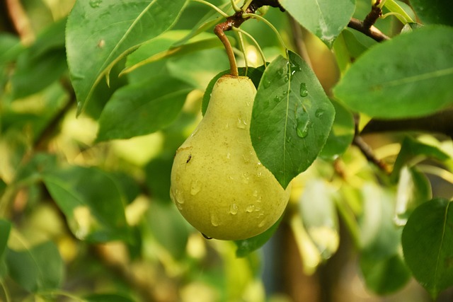 Free Pear Pear Tree photo and picture