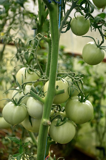 Free Tomato Tomato Plant photo and picture