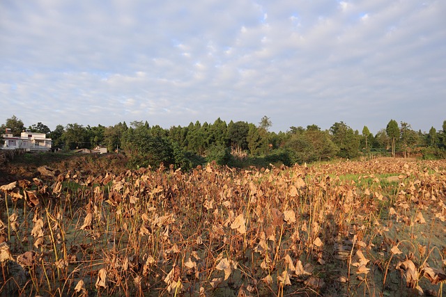 Free 莲藕 风景 photo and picture