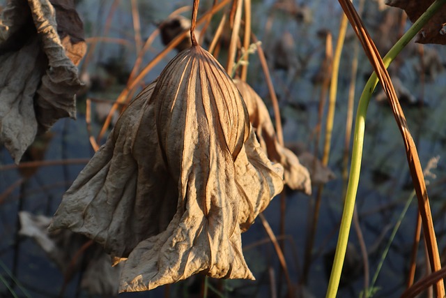 Free Dried Lotus Leaf Pond photo and picture