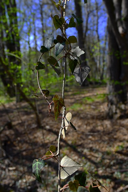 Free Leaf Nature photo and picture