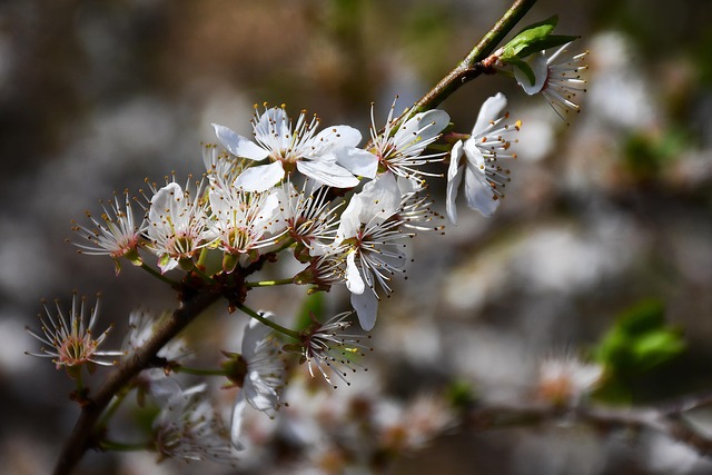 Free Plum Blossom Flowers photo and picture