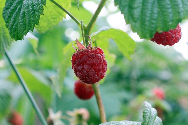 Free Berry Bush photo and picture