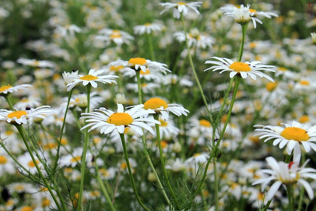 Free Flower Flower Wallpaper photo and picture
