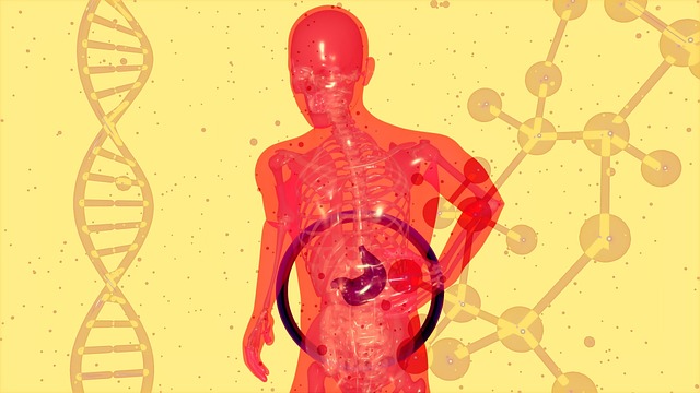 Free Anatomy Digestive System illustration and picture