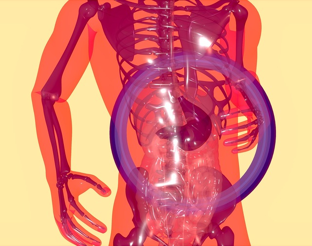 Free anatomy digestive system genetics illustration