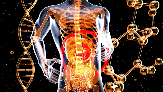 Free internal organs anatomy dna illustration