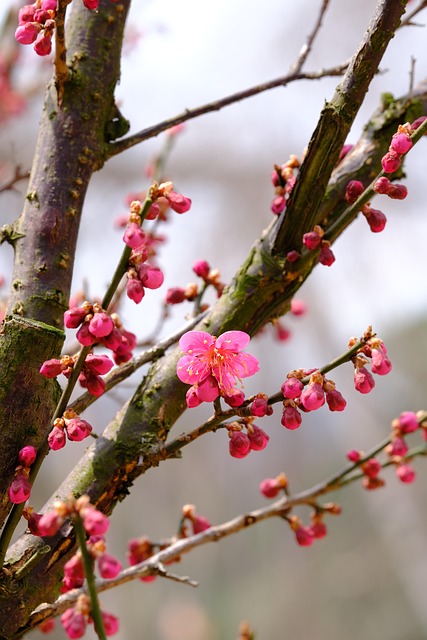 梅 ピンクの花 自然 - Pixabayの無料写真 - Pixabay