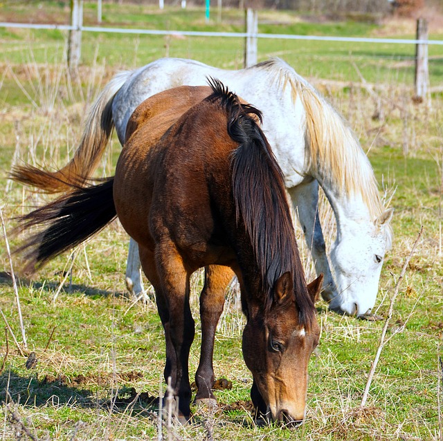 Free Horses Animals photo and picture