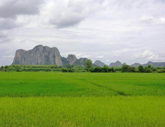 Free Farm Rice Field photo and picture