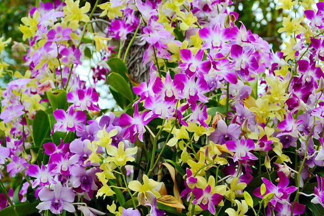 Free Orchids Flowers photo and picture