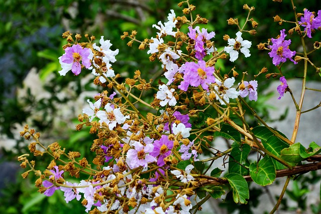 Free Rose Of India Flowers photo and picture