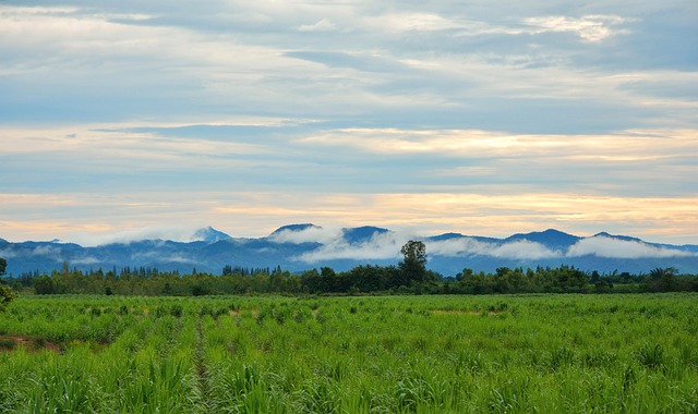 Free Thailand Field photo and picture