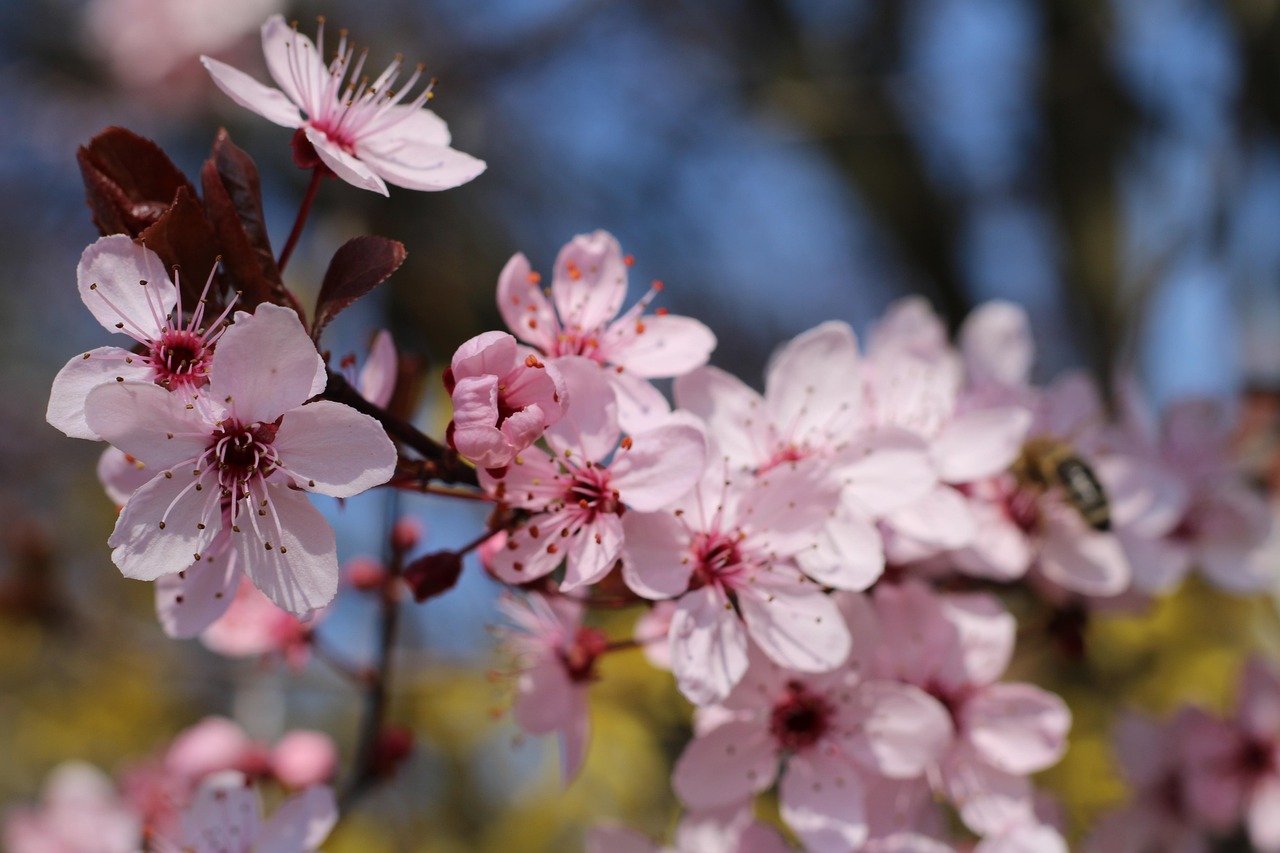 花朵 杏仁花 春天 - Pixabay上的免费照片 - Pixabay