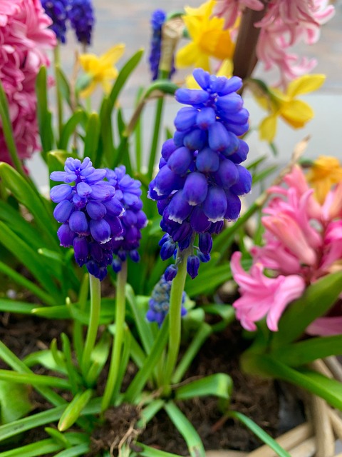 Hyacinth main image 1
