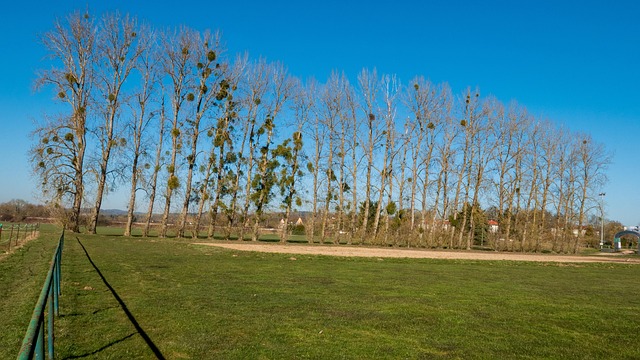 Free Mistletoe Poplars photo and picture