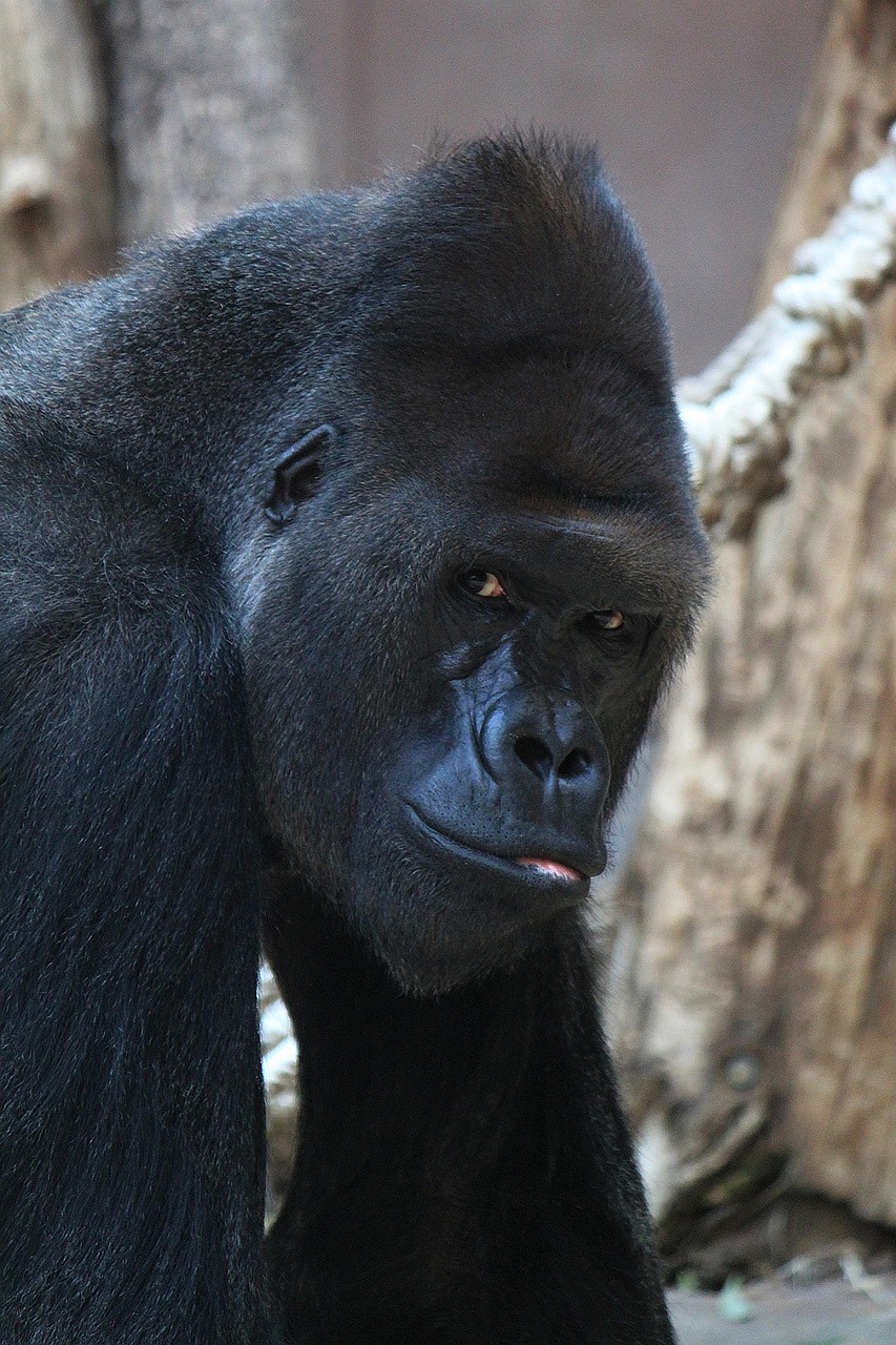 Animal Primate Gorilla Free photo on Pixabay Pixabay