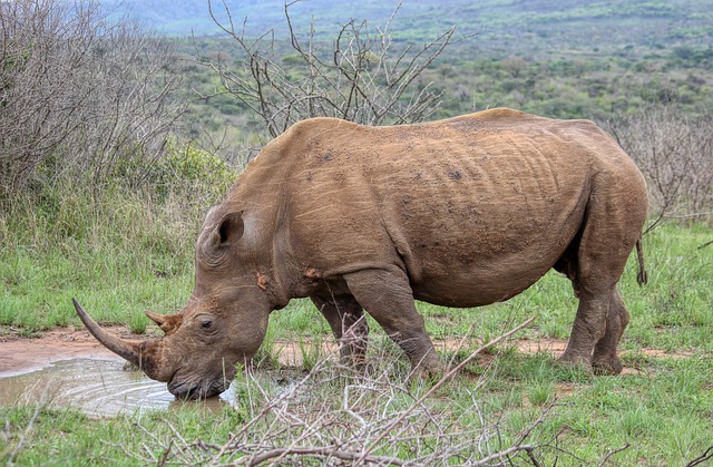 black rhino, black rhinoceros, rhino, africa, namibia, wildlife, watering hole, safari, mammal, wilderness, black rhino, black rhino, black rhino, black rhino, black rhino