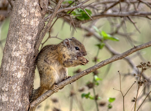 Free Squirrel Rodent photo and picture