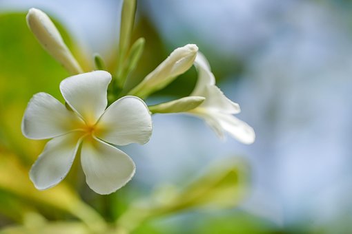 Plumeria