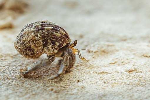 Natureza, Praia, Animal, Agua, Areia