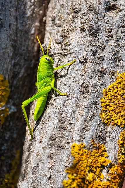 Free Grasshopper Green photo and picture