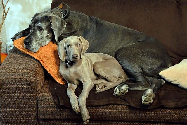 Free Sofa Nature photo and picture