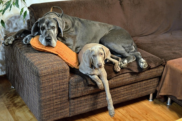 Free Sofa Nature photo and picture