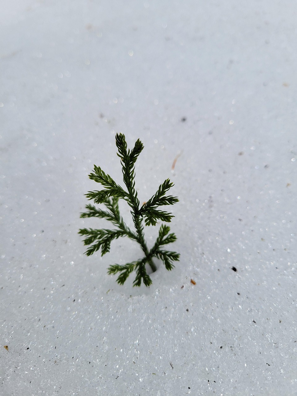Ice Cold Winter Free photo on Pixabay Pixabay