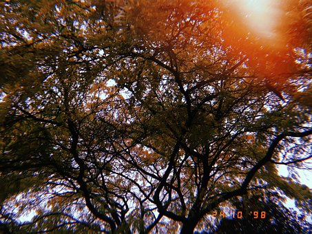 Free Nature Forest photo and picture