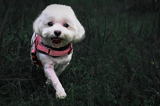 Maltesisk, Natur, Kæledyr, Græs, Hund
