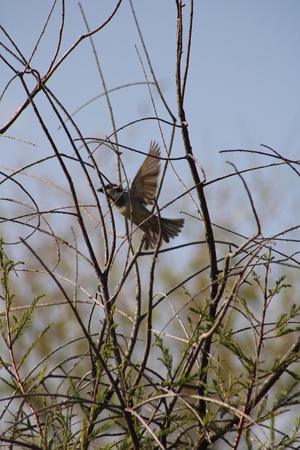 Pájaro, Ornitología, Fauna Silvestre