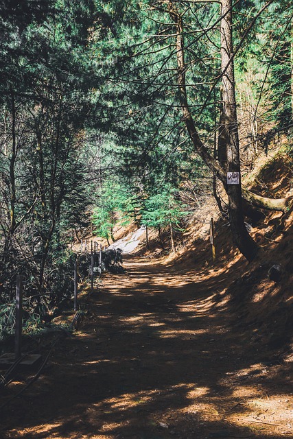 Selva, Floresta, Natureza, Caminho
