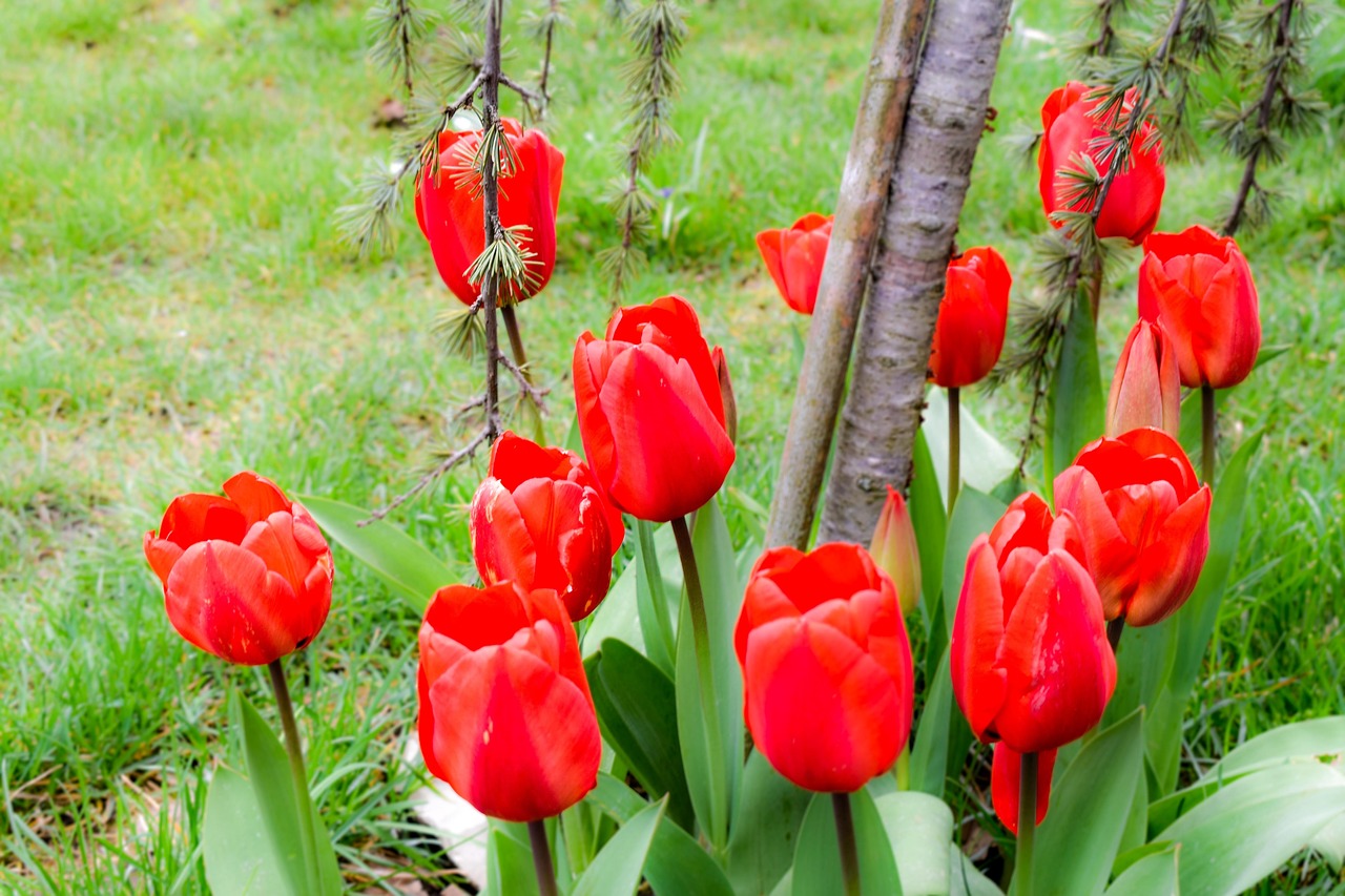ดอกไม้ ดอกทิวลิป ฤดูใบไม้ผลิ - ภาพฟรีบน Pixabay - Pixabay