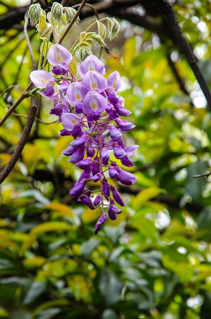 Flor, 紫藤花, 春天, 紫花, 风景, 植物, 美, 自然