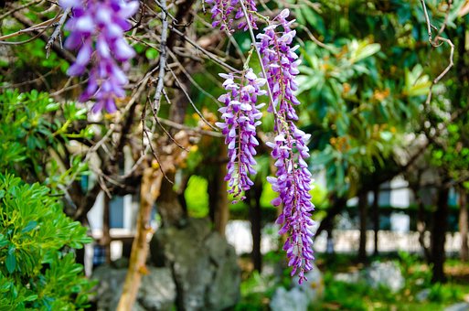 紫藤花, 风景, 春天, 紫花, 自然, 美丽