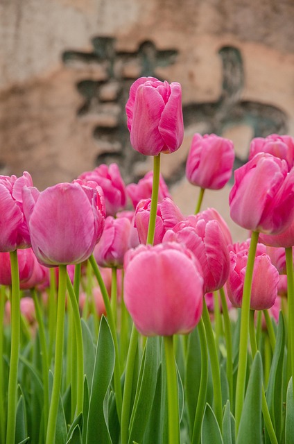 Flores, Tulipanes, Bloom, Florecer