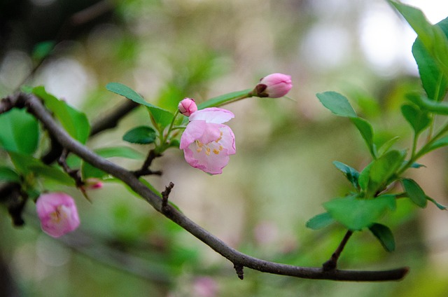 Flor, Bloom, Botánica, Florecer