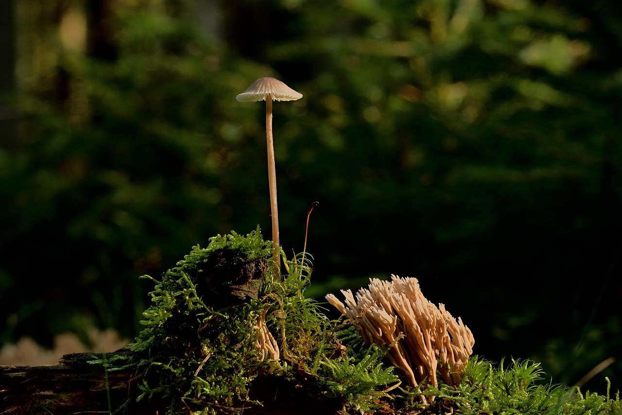 200 + 무료 균 & 버섯 이미지 - Pixabay