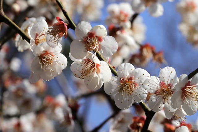 フラワーズ 梅の花 バネ - Pixabayの無料写真