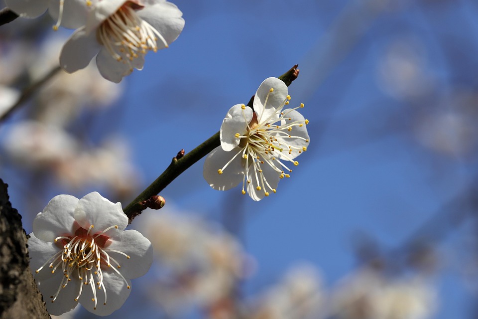 フラワーズ 梅の花 バネ - Pixabayの無料写真 - Pixabay