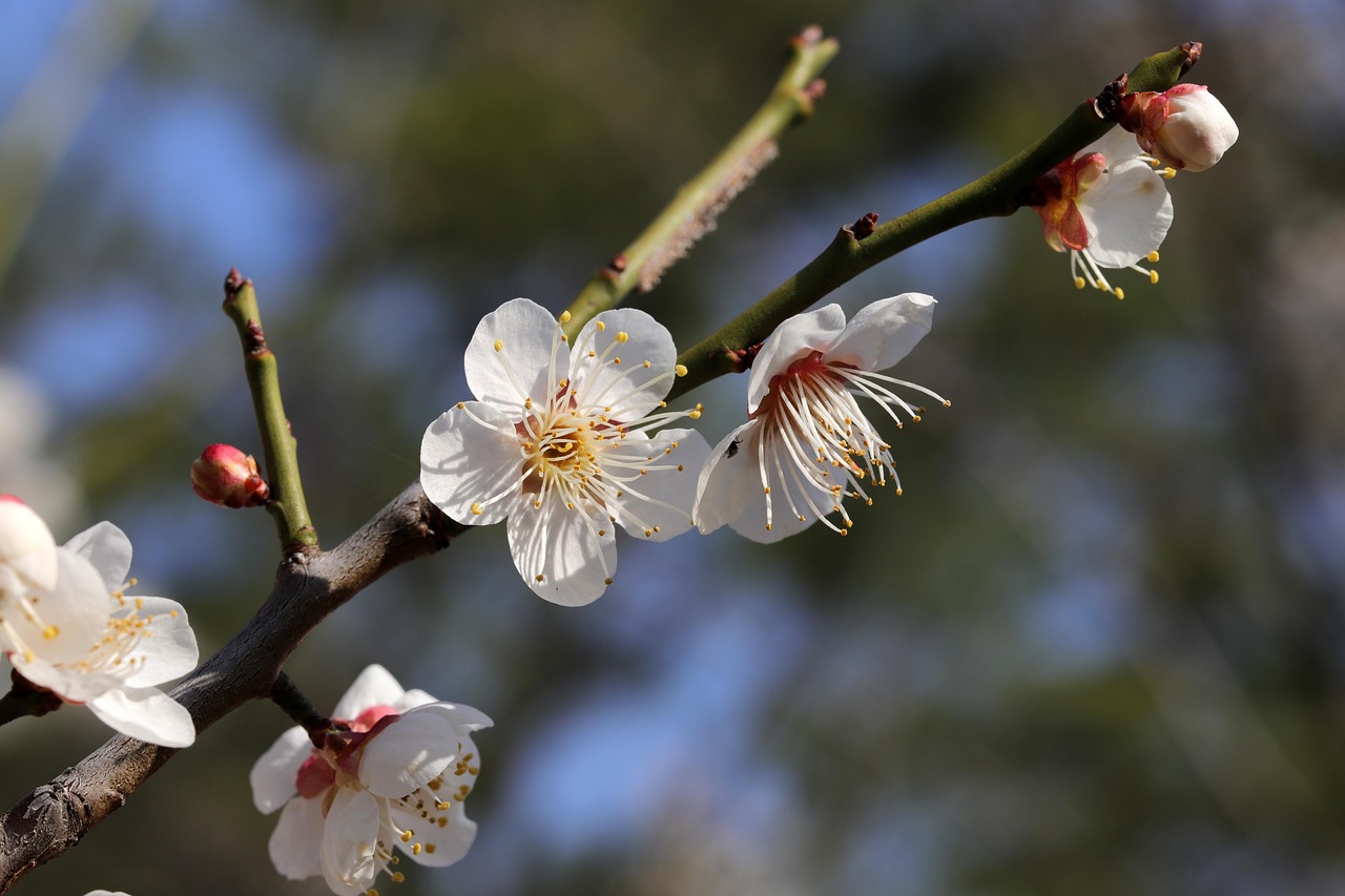 フラワーズ 梅の花 バネ - Pixabayの無料写真 - Pixabay