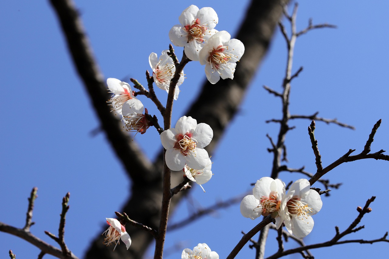 フラワーズ 梅の花 バネ - Pixabayの無料写真 - Pixabay