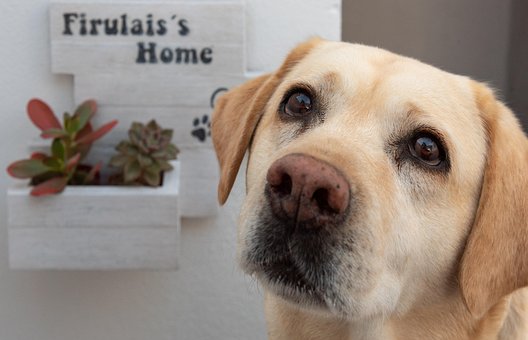 Free Labrador Retriever photo and picture