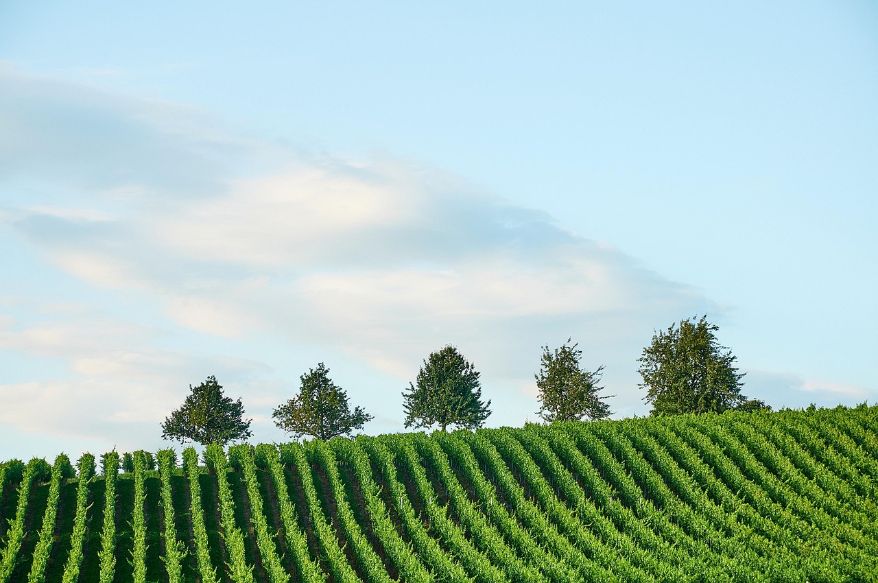Trees Agriculture Vineyard - Free photo on Pixabay