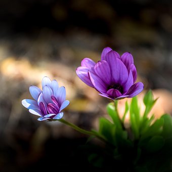 Free Crocus Flowers photo and picture