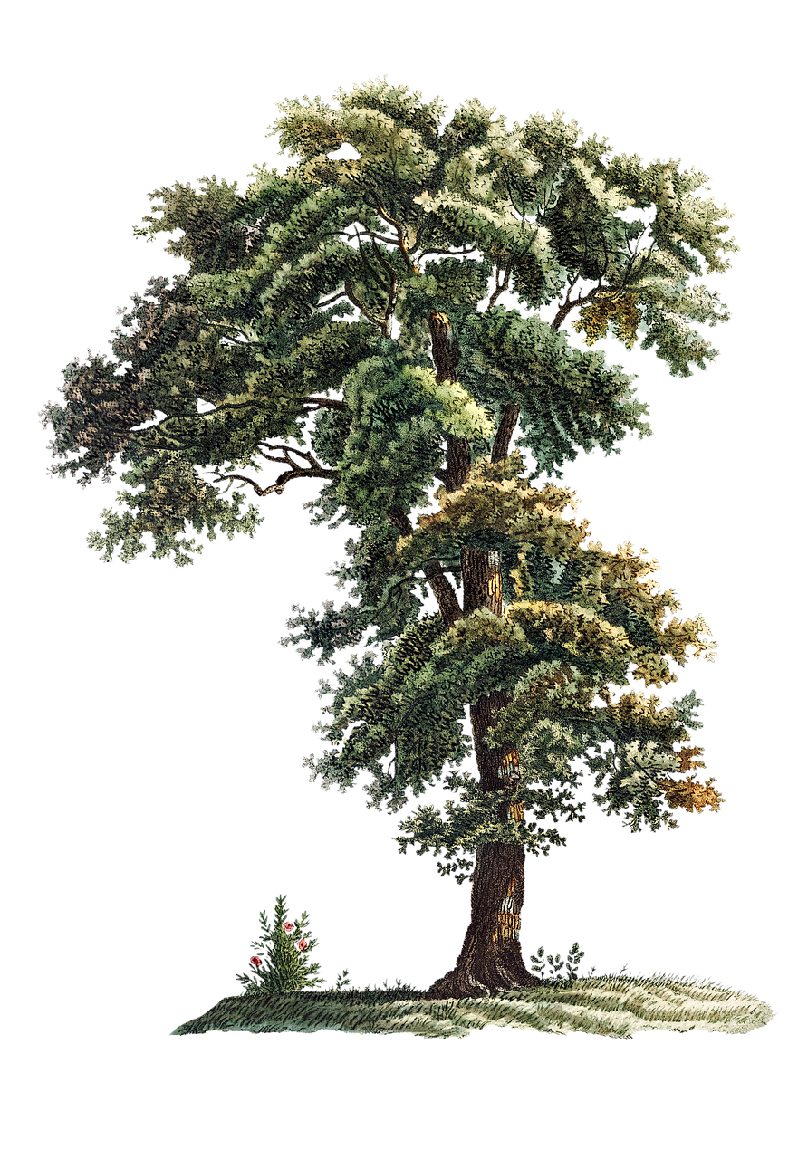 Free tree leaves branches illustration