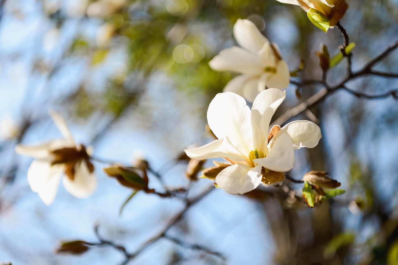 Flowers Magnolia Bloom - Free photo on Pixabay