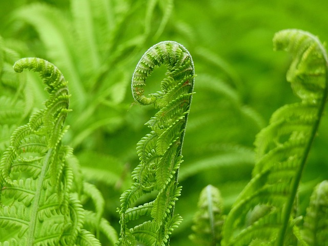 Farn Farnwedel Pflanze Junger - Kostenloses Foto auf Pixabay